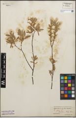 Foto von Salix glauca L.